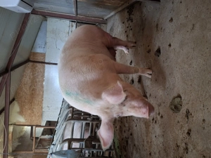 Porci pietrain 180 kg - imagine 3