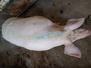 Porci pietrain 180 kg - imagine 4