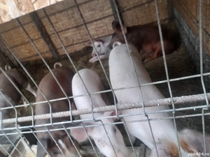 Porci de carne de la 40 kg la 70 kg - imagine 2