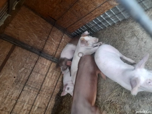 Porci de carne de la 40 kg la 70 kg