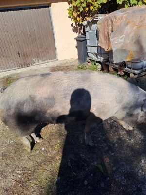 Vând porc pentru sacrificat sau reproducție