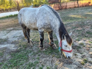 Cal și vaca de vanzare - imagine 3