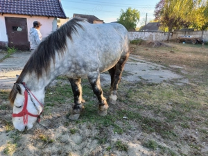 Cal și vaca de vanzare - imagine 4