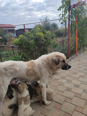 Ciobănești de Asia Centrală