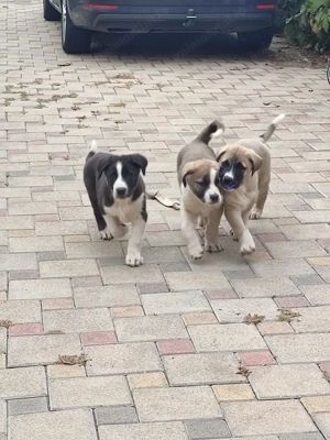 Ciobănești de Asia Centrală - imagine 2