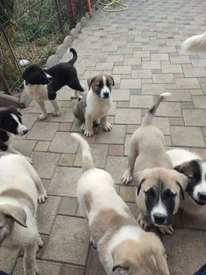 Ciobănești de Asia Centrală - imagine 3