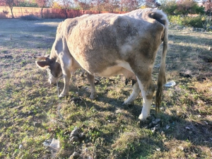 Cal și vaca de vanzare - imagine 5