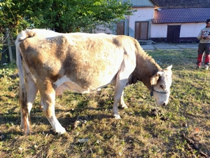Cal și vaca de vanzare - imagine 2