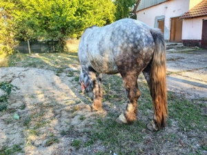 Cal și vaca de vanzare