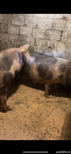 Scroafe Disponibile  - imagine 2 Scroafe Disponibile  - imagine 2