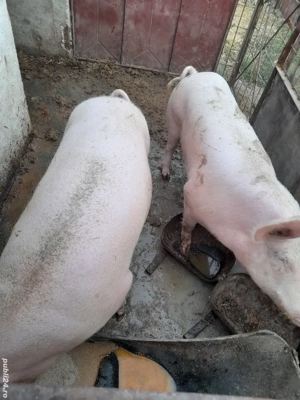 Porci de vânzare - imagine 2 Porci de vânzare - imagine 2