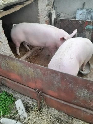 Porci de vânzare