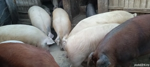 vand porci grasi intre 80 si 200kg cu posibilitate de sacrificare - imagine 3