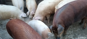 vand porci grasi intre 80 si 200kg cu posibilitate de sacrificare - imagine 4