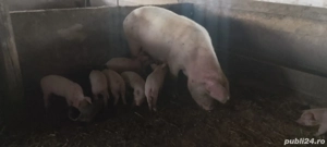 scroafe cu purceii - imagine 2