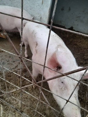 Porci de vânzare - imagine 3 Porci de vânzare - imagine 3