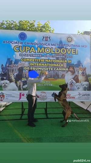 Ciobanesc belgian malinois.  - imagine 5