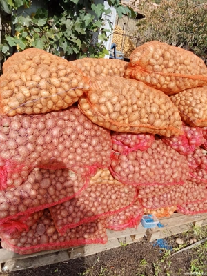 Cartofi pt animale (porci)