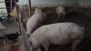 Vand porci de craciun