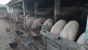 Vand porci pentru craciun - imagine 3 Vand porci pentru craciun - imagine 3