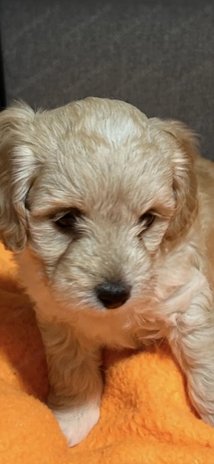 Maltipoo de vânzare 