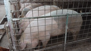 Vand porci pentru craciun - imagine 3 Vand porci pentru craciun - imagine 3