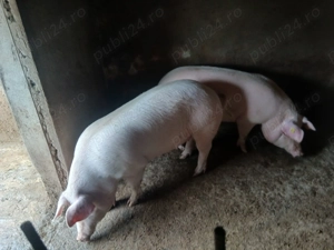 Porci de carne Landrace cu Marele Alb