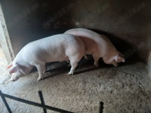 Porci de carne Landrace cu Marele Alb - imagine 2