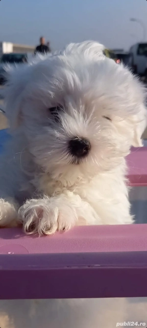 Vând o cățelușă Bishon Maltez