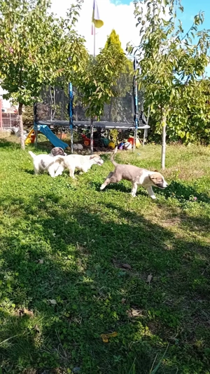 Ciobănești de Asia Centrală - imagine 4