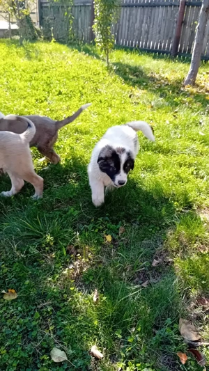 Ciobănești de Asia Centrală - imagine 5