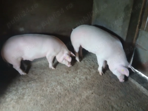Porci de carne Landrace cu Marele Alb - imagine 4