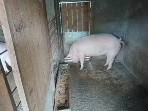 Porci de carne Landrace cu Marele Alb - imagine 5