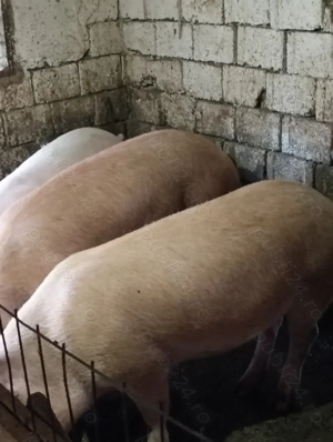 Vând porci crescuți în gospodărie!