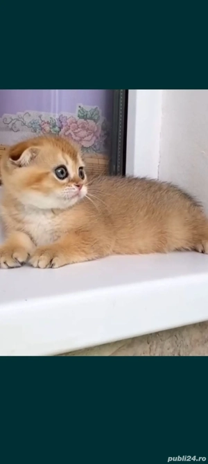 fold chinchila golden!!!