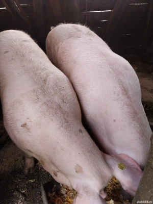 Porci de vânzare - imagine 3