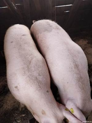 Porci de vânzare - imagine 2