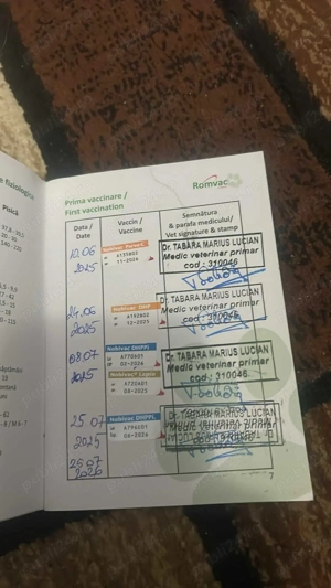 Vând cățel rasa bichon - imagine 4 Vând cățel rasa bichon - imagine 4