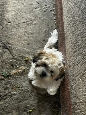 Vând cățel rasa bichon - imagine 2 Vând cățel rasa bichon - imagine 2