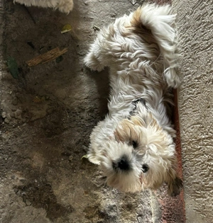 Vând cățel rasa bichon - imagine 3 Vând cățel rasa bichon - imagine 3