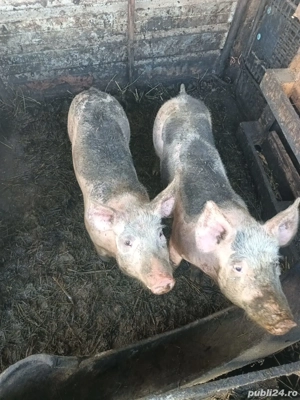 porci pietran - imagine 4