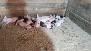 porci de taiat ( sacrificat )  - imagine 3