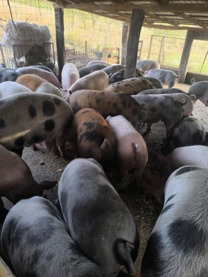 Porci 13 lei kg viu  - imagine 5