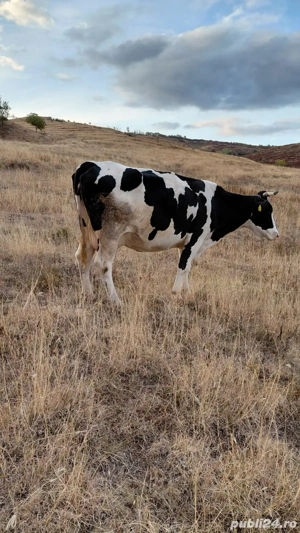 Vand. vaci - imagine 5 Vand. vaci - imagine 5