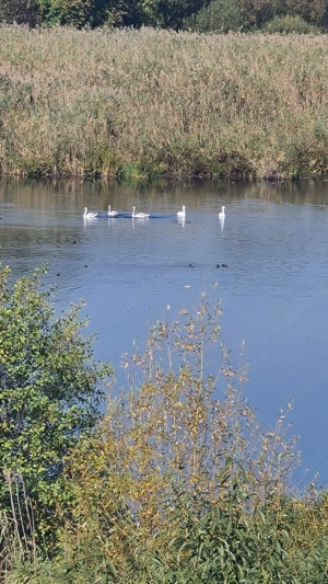 Teren cu ieșire la lac + casa bătrânească 