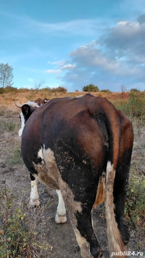 Vand. vaci - imagine 2 Vand. vaci - imagine 2