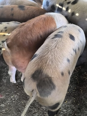 Porci 13 lei kg viu  - imagine 2