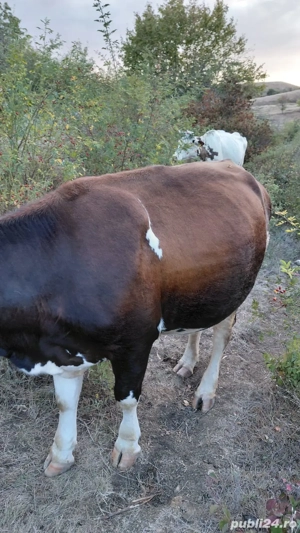 Vand. vaci - imagine 3 Vand. vaci - imagine 3