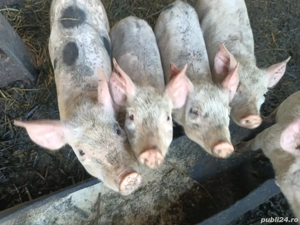 porci pietran - imagine 4 porci pietran - imagine 4