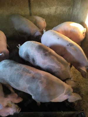 Porci 13 lei kg viu  - imagine 3